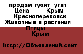 продам гусят, утят › Цена ­ 50 - Крым, Красноперекопск Животные и растения » Птицы   . Крым